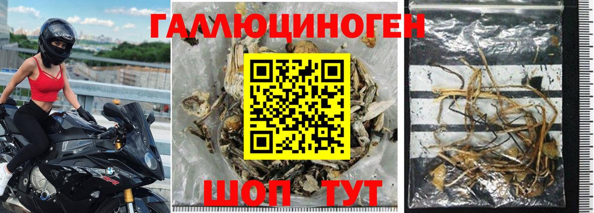 Псилоцибиновые грибы Cubensis Урус-Мартан